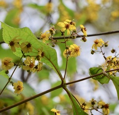 Rumfordia floribunda