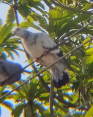Columba livia domestica