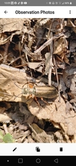 Pomphopoea
