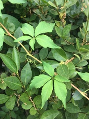 Parthenocissus quinquefolia