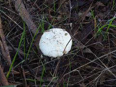 Amanita ananiceps