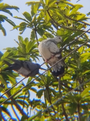Columba livia domestica