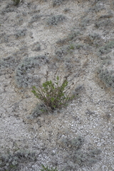 Scrophularia cretacea