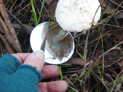 Amanita ananiceps