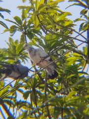 Columba livia domestica