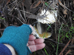 Amanita ananiceps