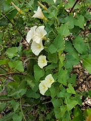 Calystegia occidentalis occidentalis