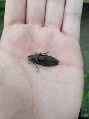 Texania campestris