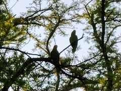 Amazona viridigenalis