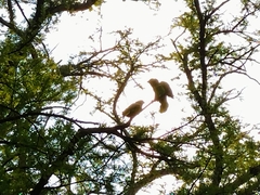 Amazona viridigenalis
