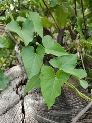 Calystegia occidentalis occidentalis