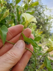 Calystegia occidentalis occidentalis