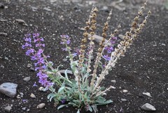 Penstemon acuminatus