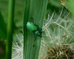 Phyllobius thalassinus