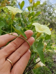 Calystegia occidentalis occidentalis