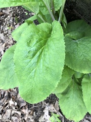 Digitalis purpurea