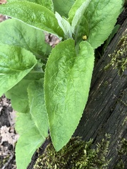 Digitalis purpurea