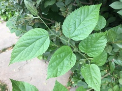 Magnoliopsida