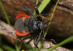 Archilestidium cinnabarinum