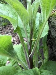Digitalis purpurea