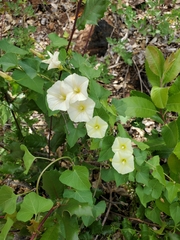 Calystegia occidentalis occidentalis