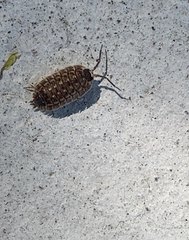 Porcellio spinicornis