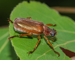 Dichelonyx subvittata