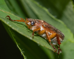 Dichelonyx subvittata