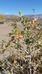 Senecio subulatus erectus