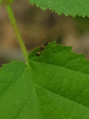 Camponotus subbarbatus