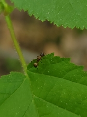 Camponotus subbarbatus