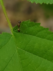 Camponotus subbarbatus