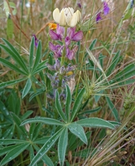 Lupinus gredensis