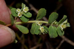 Euphorbia cozumelensis
