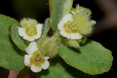 Euphorbia cozumelensis