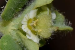 Euphorbia cozumelensis