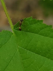 Camponotus subbarbatus