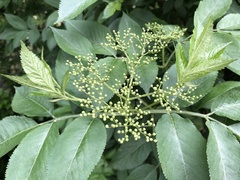 Sambucus nigra