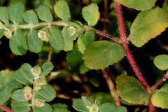 Euphorbia cozumelensis