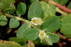 Euphorbia cozumelensis