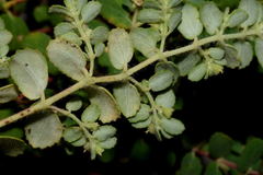 Euphorbia cozumelensis