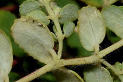 Euphorbia cozumelensis