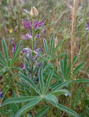 Lupinus gredensis