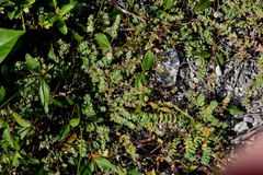 Euphorbia cozumelensis