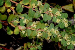 Euphorbia cozumelensis