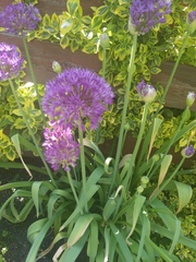 Allium hollandicum