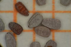 Euphorbia cozumelensis