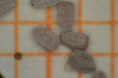 Euphorbia cozumelensis