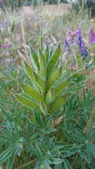 Lupinus gredensis