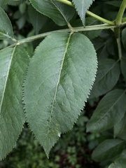 Sambucus nigra